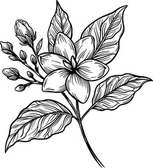 Jasmine flower