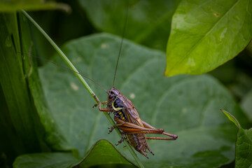 A side view of a Roesel's Bush-Cricket perched on a blade of grass in rural Sussex, with a shallow depth of field