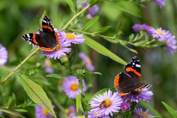 Zwei Schmetterlinge Admiral auf violetten Blüten