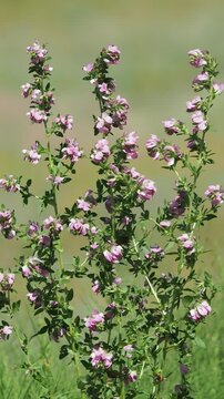 Pink flowers of Field Restharrow plant, vertical, Ononis arvensis