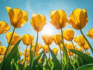 Obraz premium Vibrant yellow tulips under a clear blue sky, ideal for spring holiday greetings Wideangle shot, soft sunlight highlighting petals