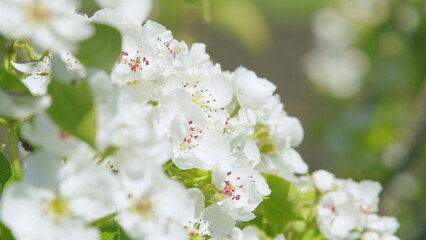 Beautiful pear tree flowers in spring. White bloom of a pear tree. Close up.