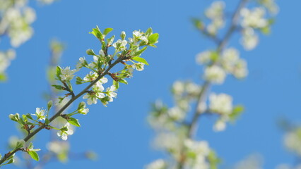 Cherry blossoms in spring concept. White flowers of cherry blossom on cherry tree. Slow motion.