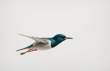 flying bird in front of white background