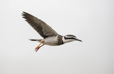 Obraz premium flying bird in front of white background