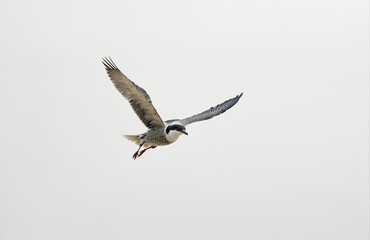 Obraz premium flying bird in front of white background