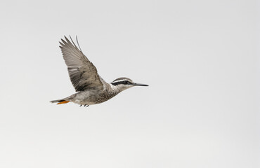 Obraz premium flying bird in front of white background