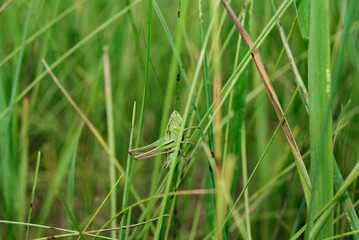 Green Grasshopper in Tall Grass