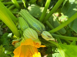 zucchini in the garden