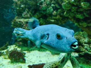 Blackspotted puffer fish (Arothron nigropunctatus),