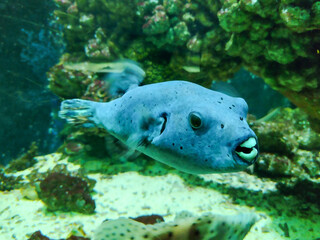 Blackspotted puffer fish (Arothron nigropunctatus),