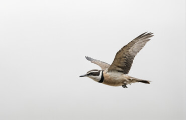 Fototapeta premium flying bird in front of a white background