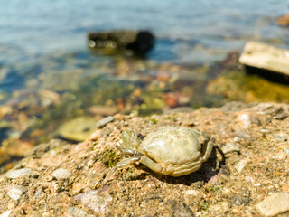 Live crab sitting on a flat stone on the beach. A small crab sits on a sandy shore against the backdrop of the sea.