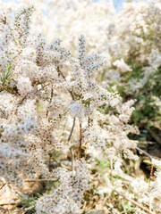 on the white colored flower, on the plant, the bee has landed and is collecting pollen to make honey. Flying honey bee collecting pollen at yellow flower blur background. Summer and spring backgrounds