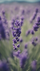 Lavender flower plant herb