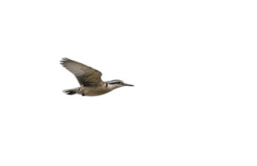 Obraz premium flying bird in front of transparent background