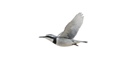 Fototapeta premium flying bird in front of transparent background