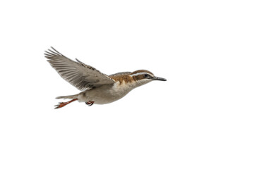 Obraz premium flying bird in front of transparent background