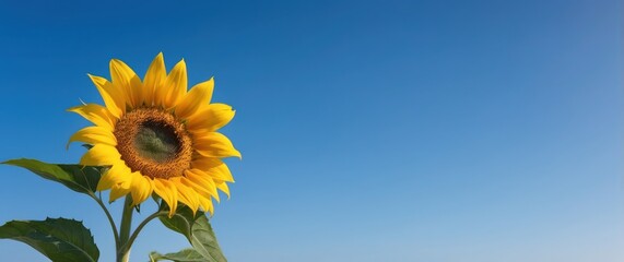 Obraz premium Vibrant sunflower against a clear blue sky captures the essence of summer, symbolizing warmth and cheerfulness Perfect for nature and outdoor concepts