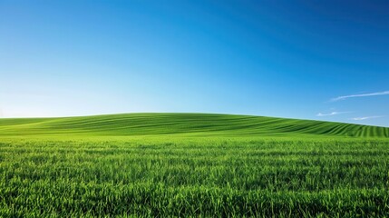 Fototapeta premium green field with a blue sky in the background