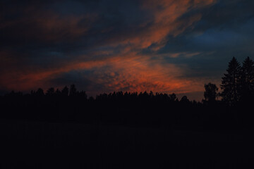 A beautiful view of nature, a pine tree in the middle of the field makes the view incredibly charming.