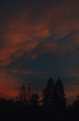 The shadows of two fir trees adorn the gilded sky.