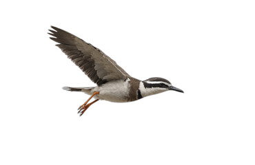 Obraz premium flying bird in front of transparent background