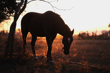 Caballo en el campo durante el atardecer