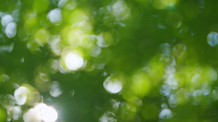Fototapeta premium Green bokeh on nature abstract blur. Green natural background of out of focus forest or bokeh. Blur.