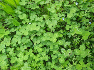 Fototapeta premium clover trefoil meadow background top view