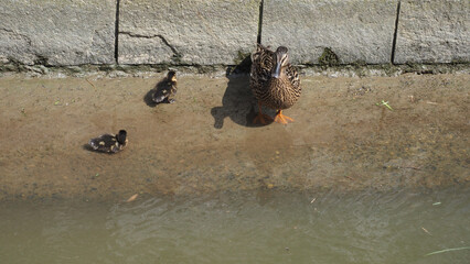 female mallard wild duck with duckling