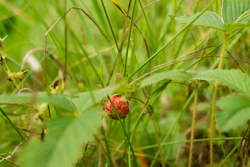Obraz premium Wild Strawberry Growing in Grass