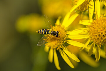 a yellow and black long-bellied hoverfly on a yellow flower of ragwort 