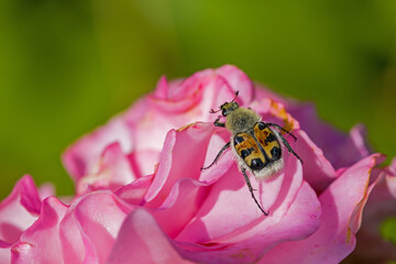 a brown Eurasian bee beetle on a pink rose in front of a blurred dark background