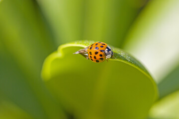 an orange multicolored Asian ladybug on the side of a green leaf 