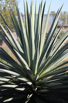 agave espad&iacute;n 