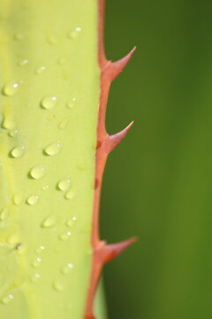 espinas maguey 