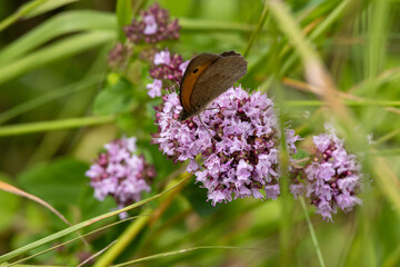 A butterfly is sitting on a purple flower