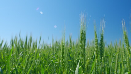 Beautiful blue sky. Strong winds sway wheat field. Low anlgle view. Wheat crop field swaying though wind. Summer agricultural field.