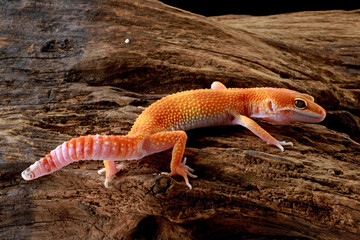 leopard gecko on the grass