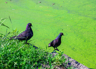 The image shows two pigeons standing on grass near a body of water