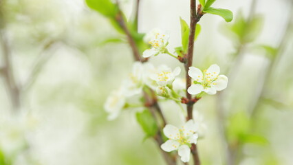 Beautiful cherry tree flowers in spring. White bloom of a cherry tree. Slow motion.