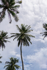 Fototapeta premium Tropical coconut palm trees view from below under clear sky, travel mood aesthetic nature background, Coconut tree silhouette at tropical coast, summer calm scenery.