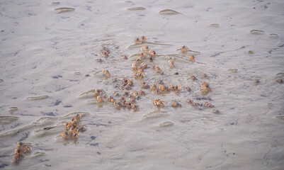 Close up Soldier crab or Mictyris is small crabs eat humus and small animals found at the beach as food. Soldier crabs moving along on sand flat on low tide.