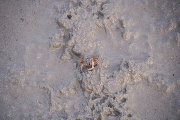 Close up Soldier crab or Mictyris is small crabs eat humus and small animals found at the beach as food. Soldier crabs moving along on sand flat on low tide.