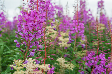 Field of vibrant blooming flowers of cow-wheat creating a colorful display
