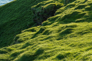 Waves of grass on the coast