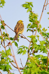 Yellowhammer bird sitting on a branch and sing (Emberiza citrinella)