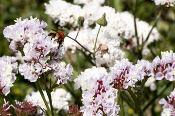 a bee is flying over a pink flower in a garden