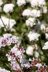 a field of white and pink flowers with a blurry background